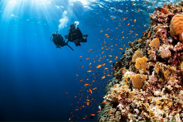 Snorkeling & Diving